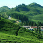 Himalayan Loose Leaf Green Tea